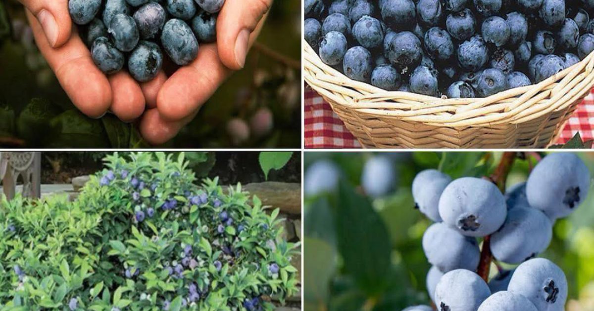 Comment faire pousser des myrtilles à l’infini ?