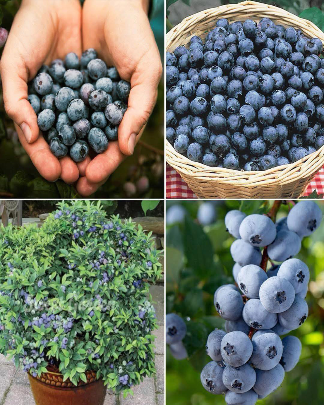 Comment faire pousser des myrtilles à l’infini ?