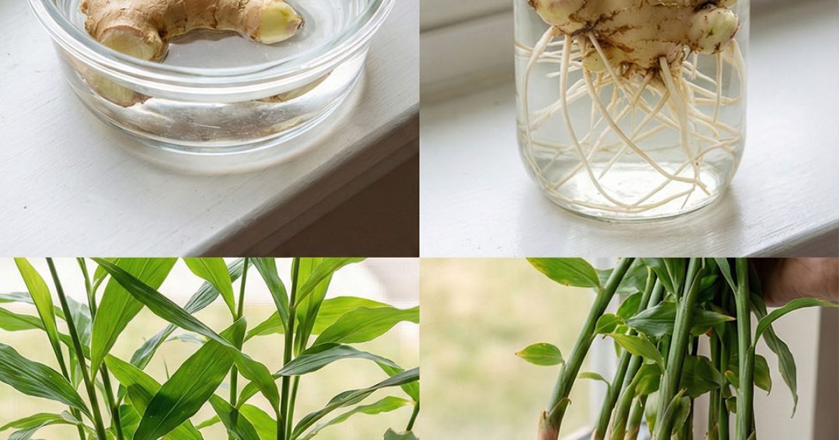 Comment faire pousser du gingembre dans un verre avec succès à 100 %