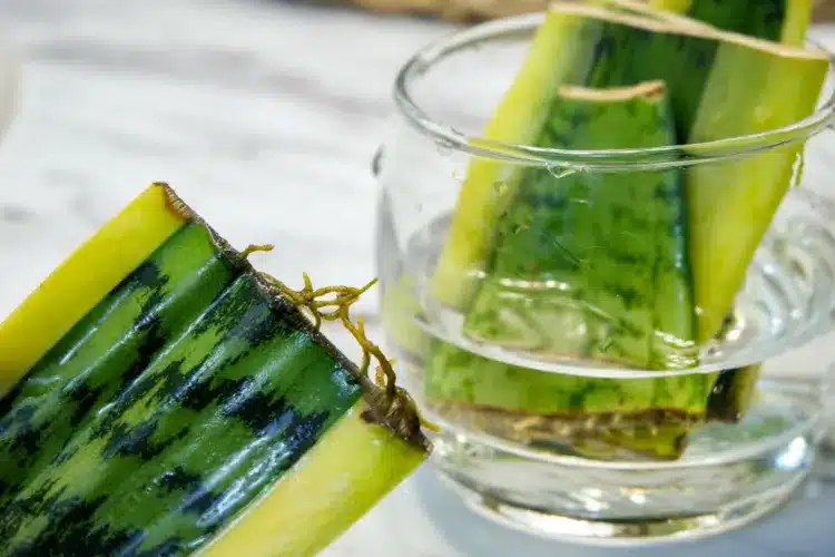 Bouturage hydroponique de sansevieria