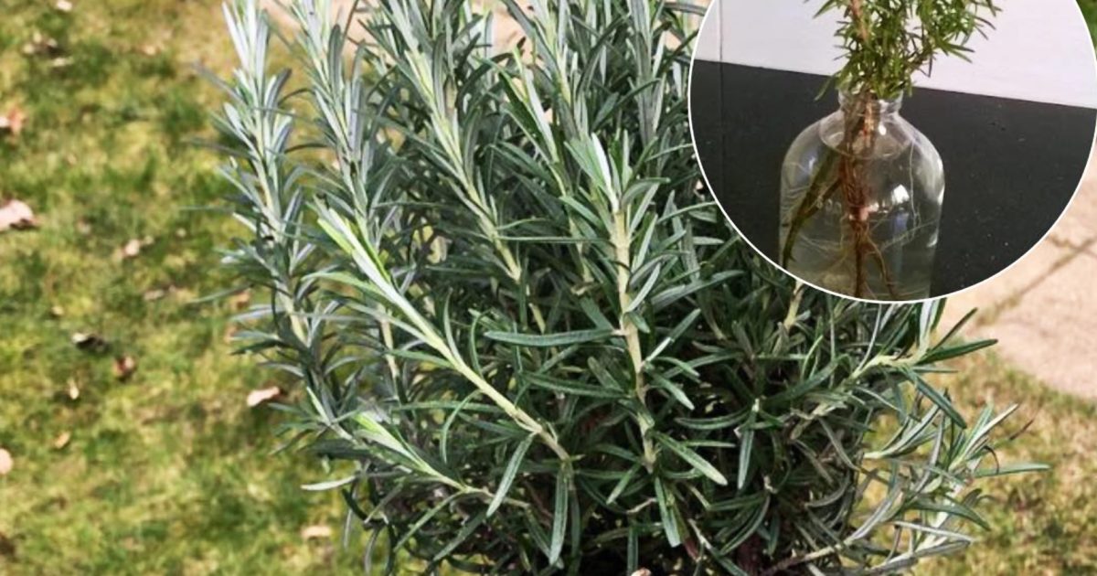 Comment multiplier le romarin : transformer un seul plant en des dizaines