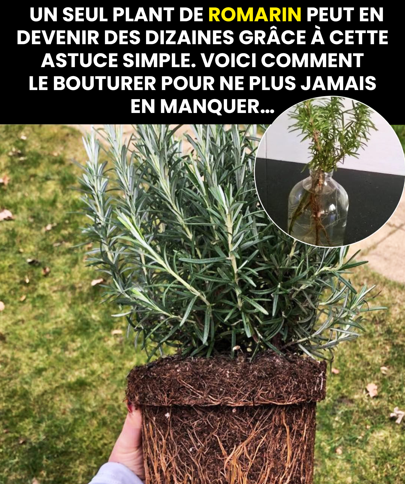 Comment multiplier le romarin : transformer un seul plant en des dizaines