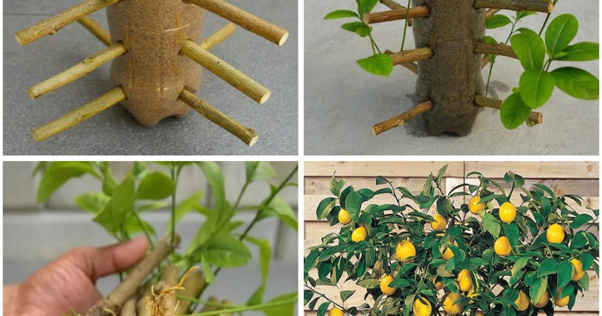 Comment multiplier les citronniers comme un pro – 99 % de réussite garantie !