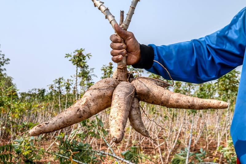Manioc, poison ou trésor ? L’étrange dualité d’une racine qui sauve et qui tue