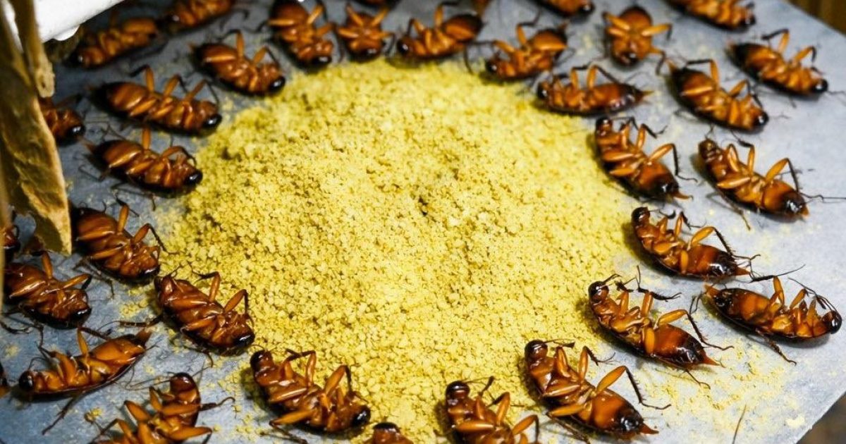 Comment se débarrasser des cafards de manière simple et économique, sans utiliser de poisons puissants