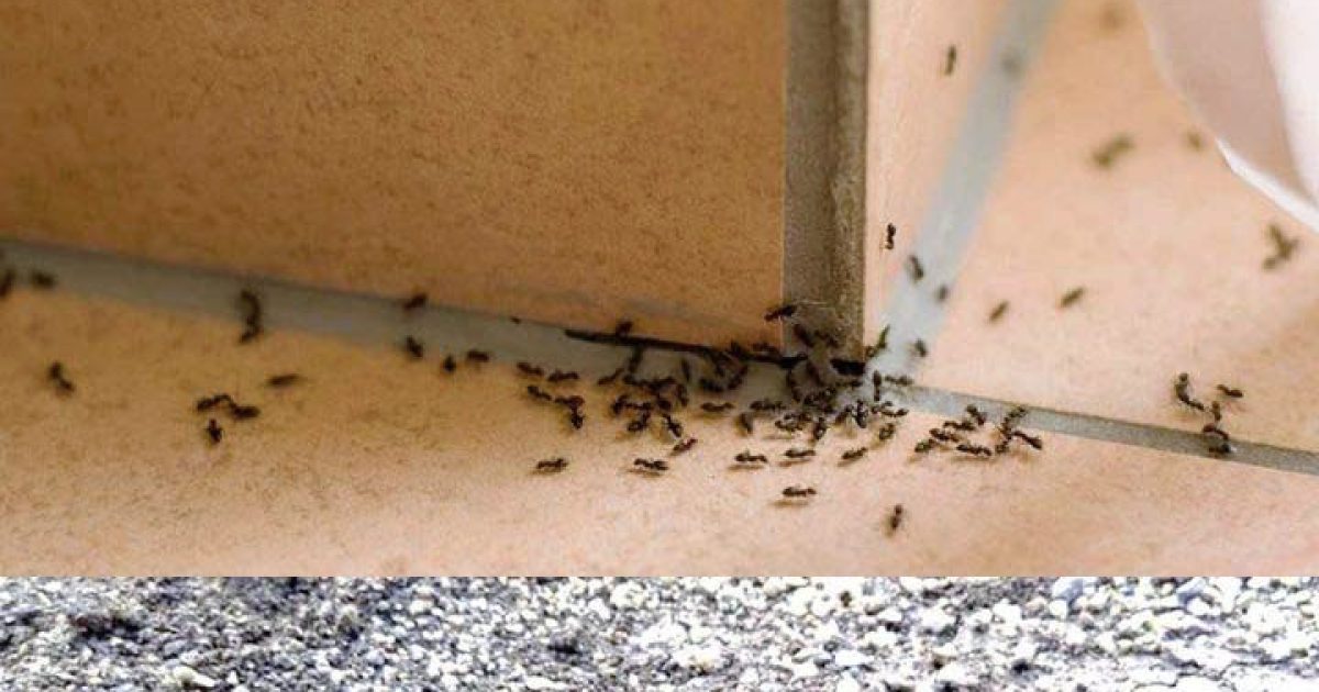 Comment se débarrasser des fourmis ?