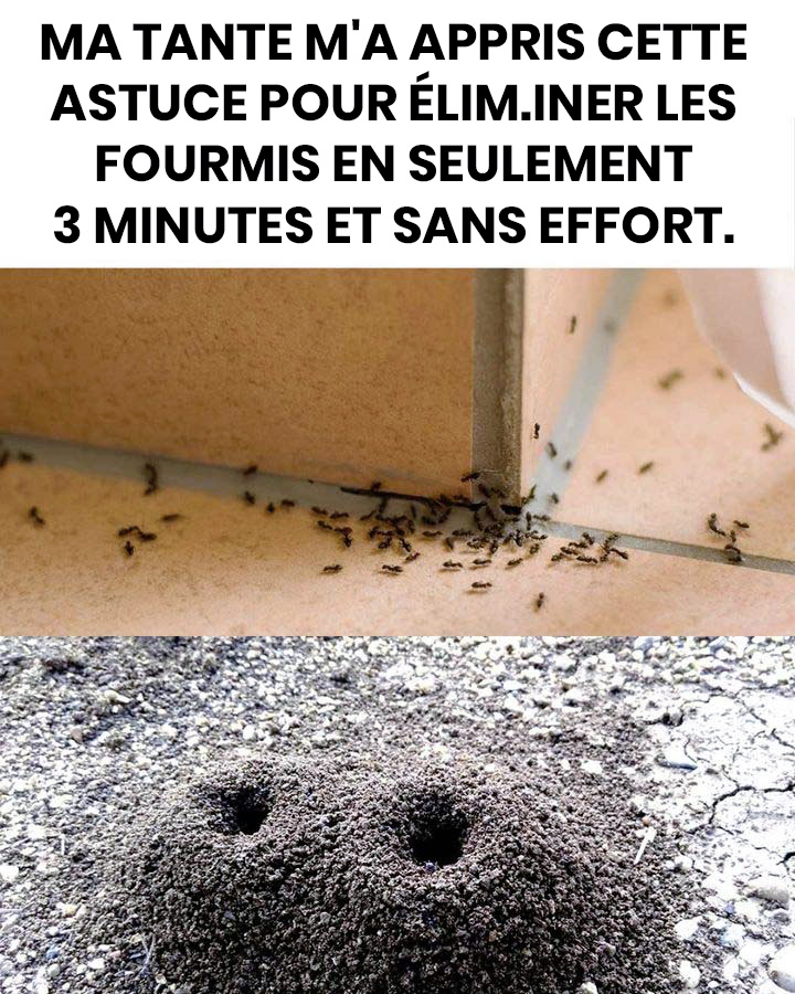 Comment se débarrasser des fourmis ?