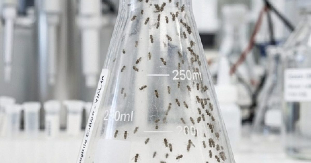 Comment se débarrasser des moucherons dans la cuisine