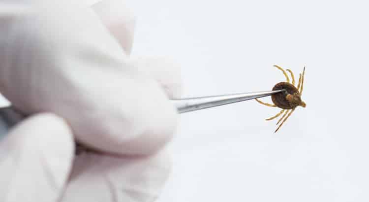 Tique dans la maison : les gestes qui sauvent face à ce petit parasite