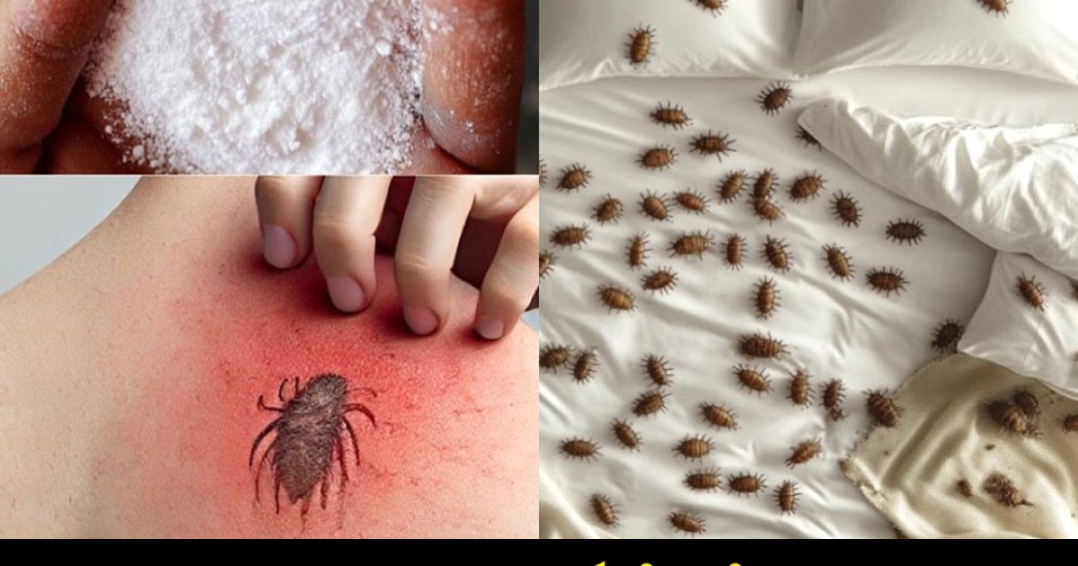 Comment se débarrasser naturellement des acariens et des punaises de lit dans votre matelas