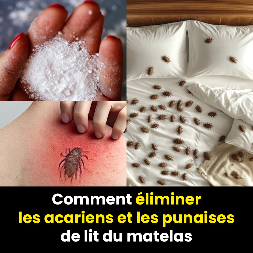 Comment se débarrasser naturellement des acariens et des punaises de lit dans votre matelas