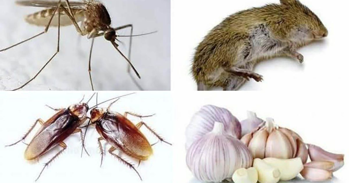 Comment utiliser l’ail pour éloigner les rats et les insectes de la maison ?