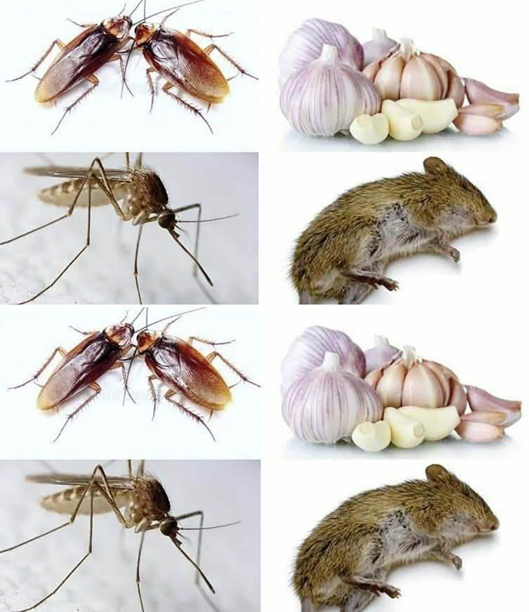 Comment utiliser l’ail pour éloigner les rats et les insectes de la maison ?