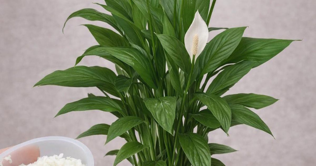 Comment utiliser le bicarbonate de soude pour favoriser la floraison de vos plantes
