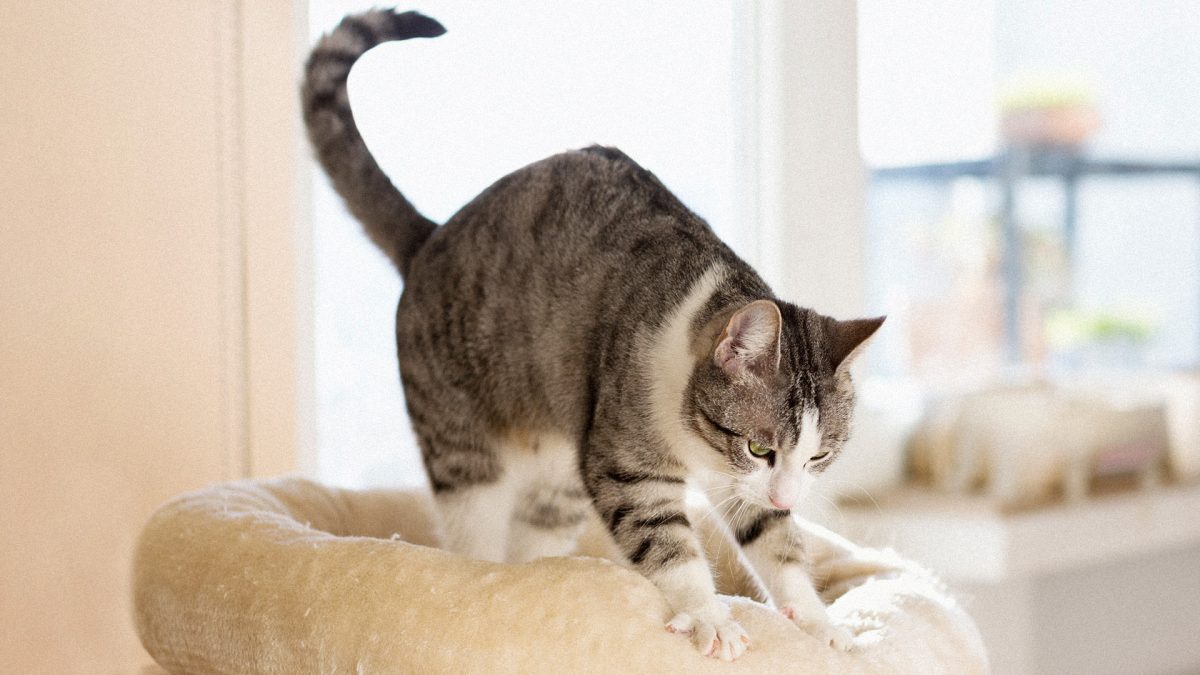 Votre chat vous frôle, urine debout ou halète ? Décryptage de ses mystérieux signaux.