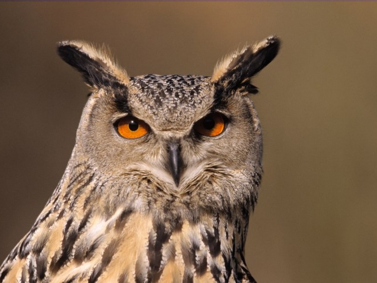 Un majestueux grand-duc observant avec intensité