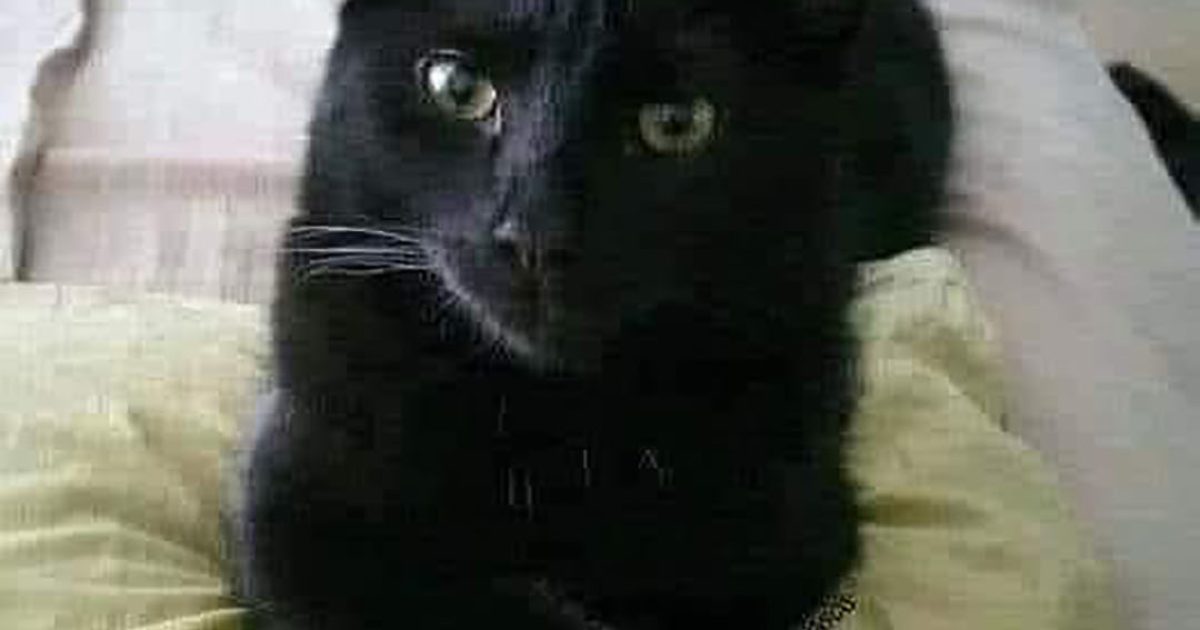 Croyances et superstitions : focus sur le chat noir