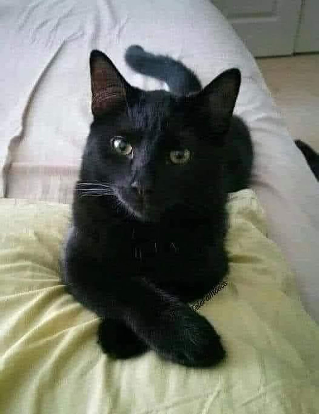 Croyances et superstitions : focus sur le chat noir