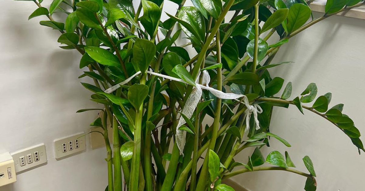Cultiver le zamioculcas : conseils essentiels pour une plante robuste au feuillage persistant.