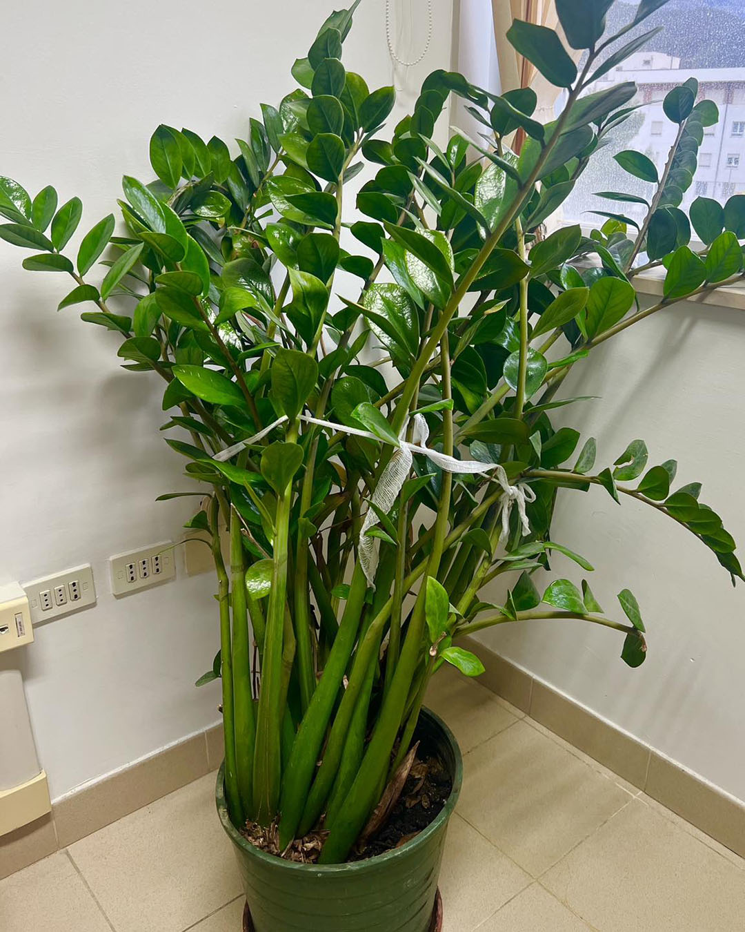 Cultiver le zamioculcas : conseils essentiels pour une plante robuste au feuillage persistant.