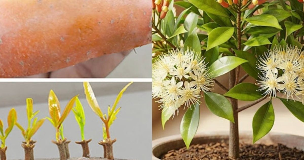 Culture facile du clou de girofle : de la graine à l’épice parfumée