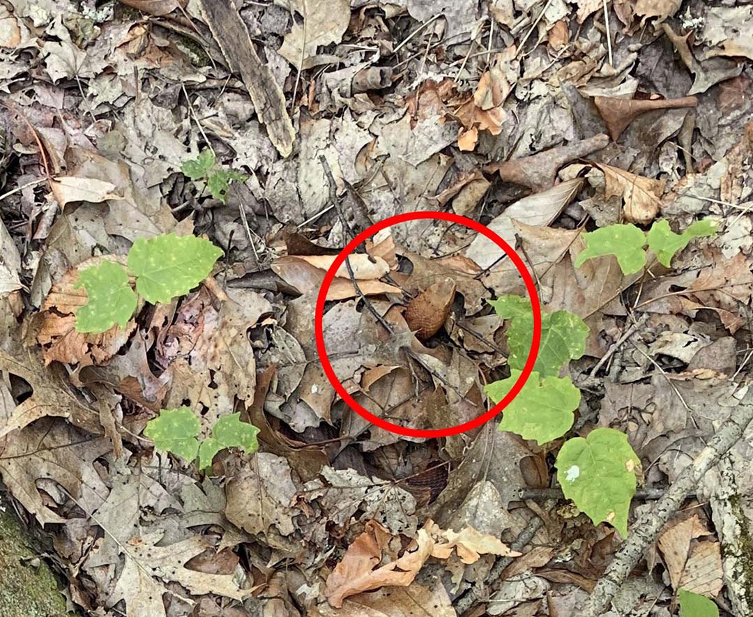 Mettez votre vue à l’épreuve : ce serpent caché dans une photo défie les regards les plus aiguisés