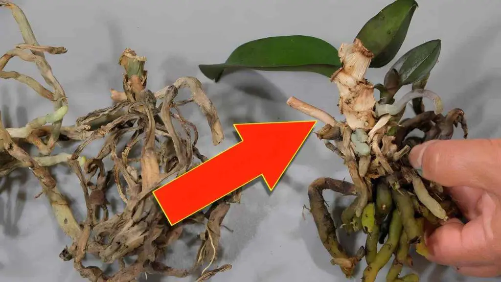 Orchidée flétrie : ne la jetez surtout pas, voici la méthode qui va la ressusciter