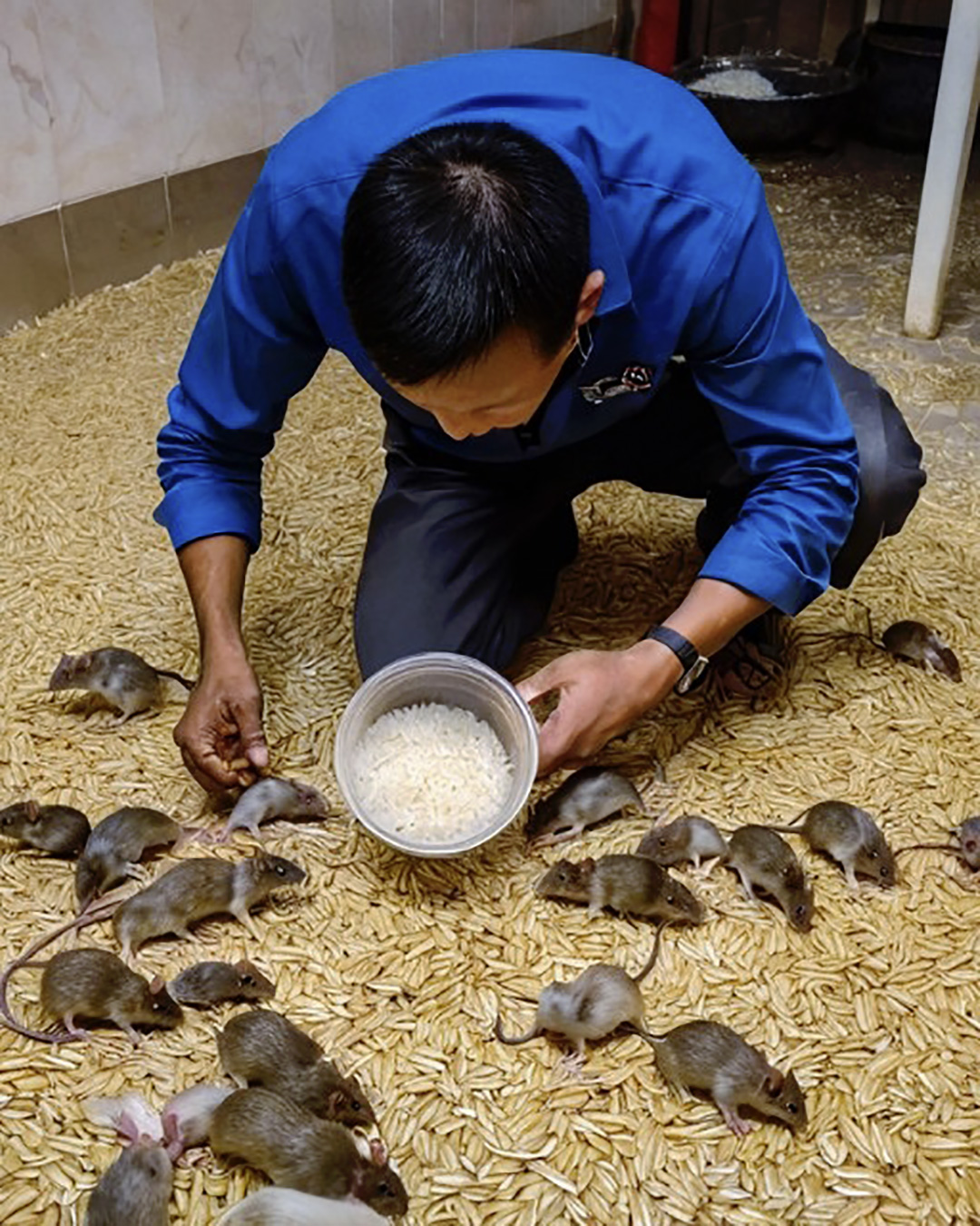 Débarrassez-vous des rats et des cafards en appliquant ceci