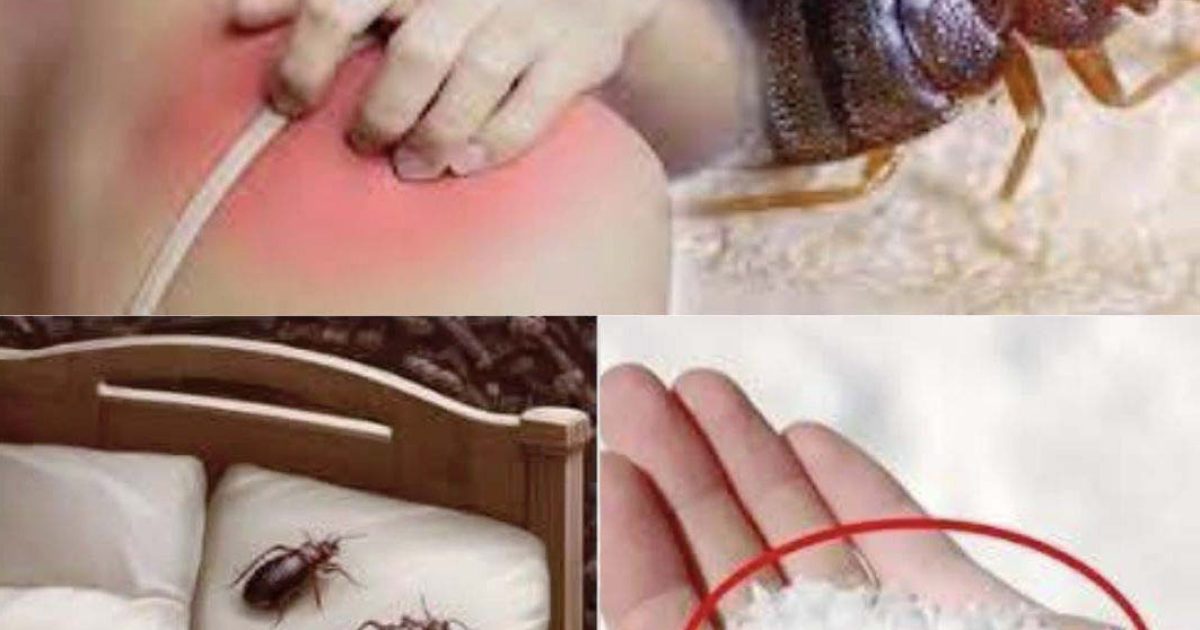 Découvrez comment éliminer les punaises de lit de votre jardin grâce au sel