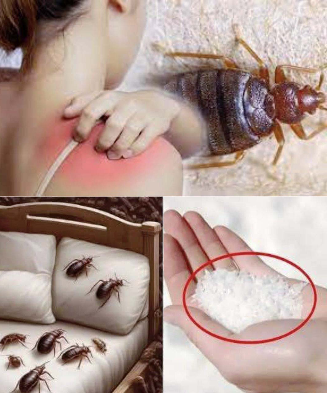 Découvrez comment éliminer les punaises de lit de votre jardin grâce au sel