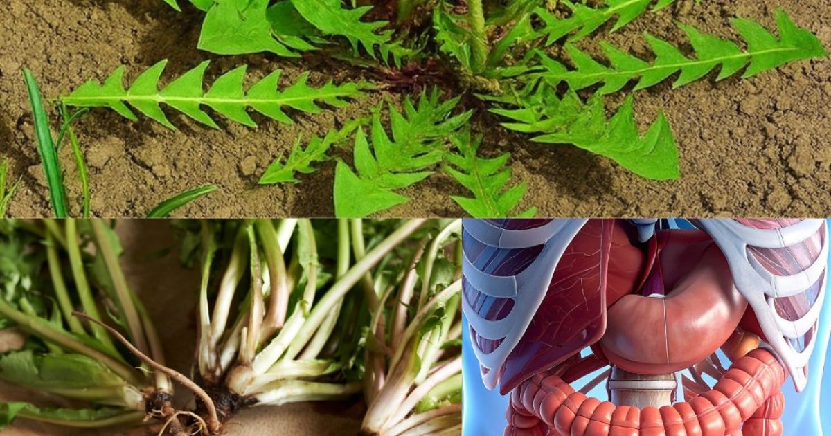 Découvrez le pouvoir incroyable du pissenlit : 30 raisons pour lesquelles cette « mauvaise herbe » est bonne pour vous