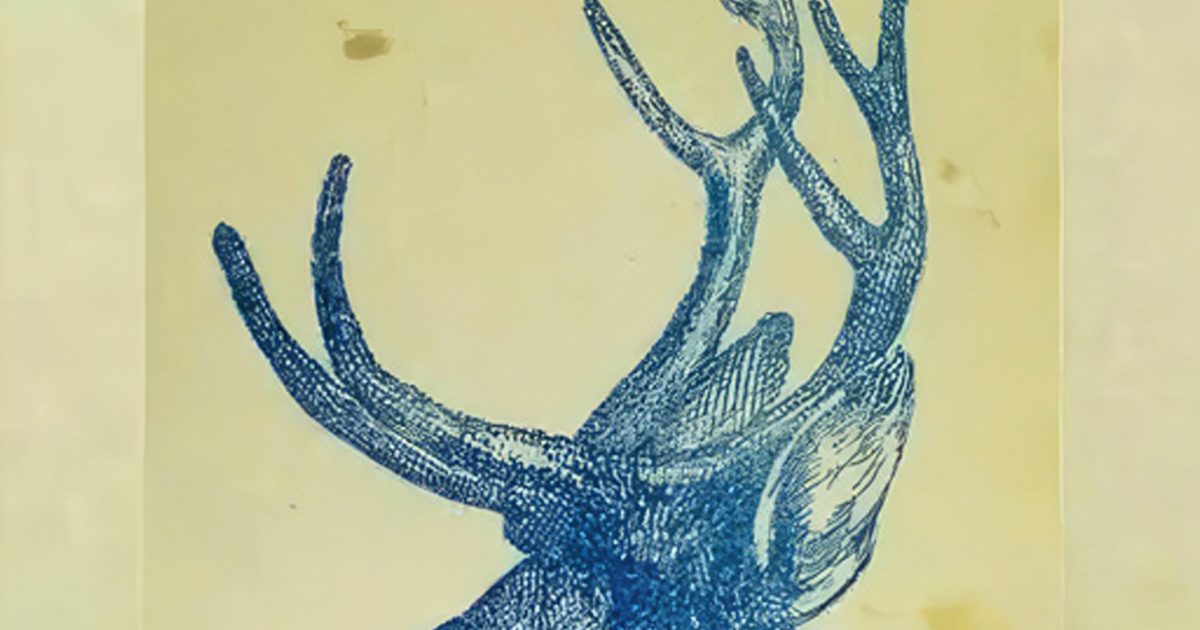 Défi visuel : trouvez le lapin caché dans le cerf en 9 secondes !
