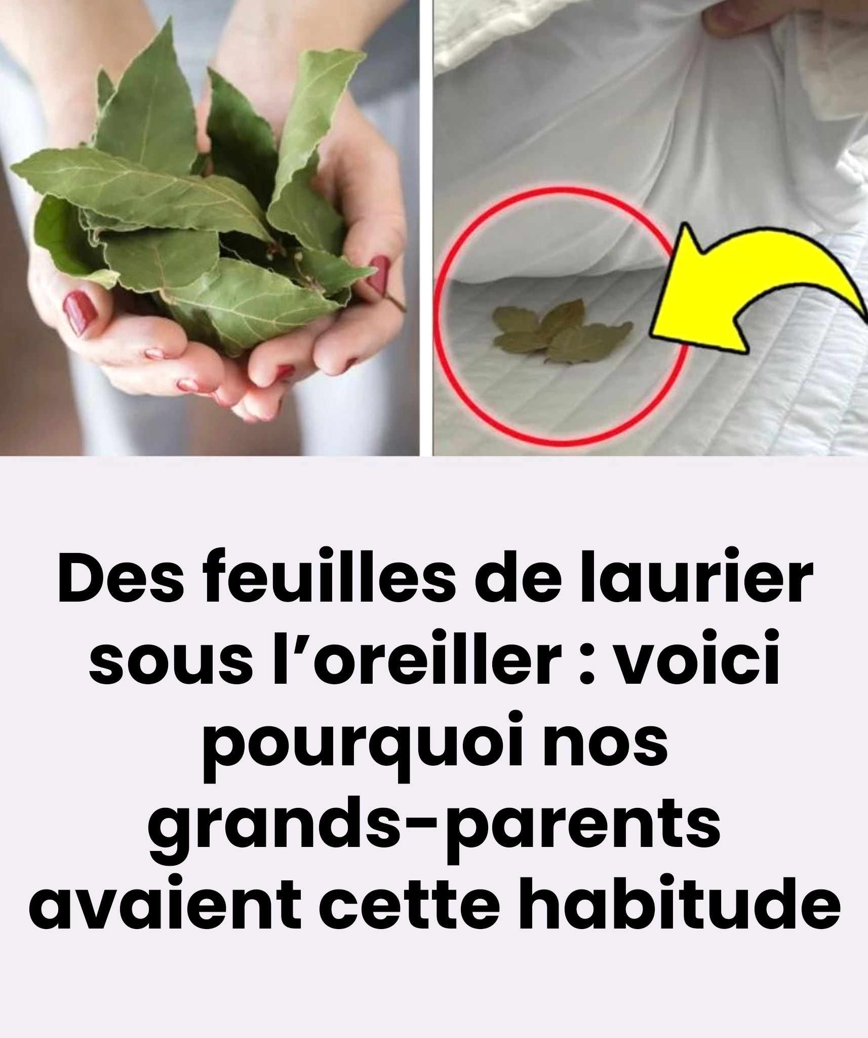 Des feuilles de laurier sous l'oreiller : voilà pourquoi nos grands-parents avaient cette coutume