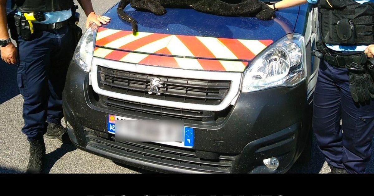 Des gendarmes mobilisés pour capturer une prétendue panthère… qui était en réalité une peluche