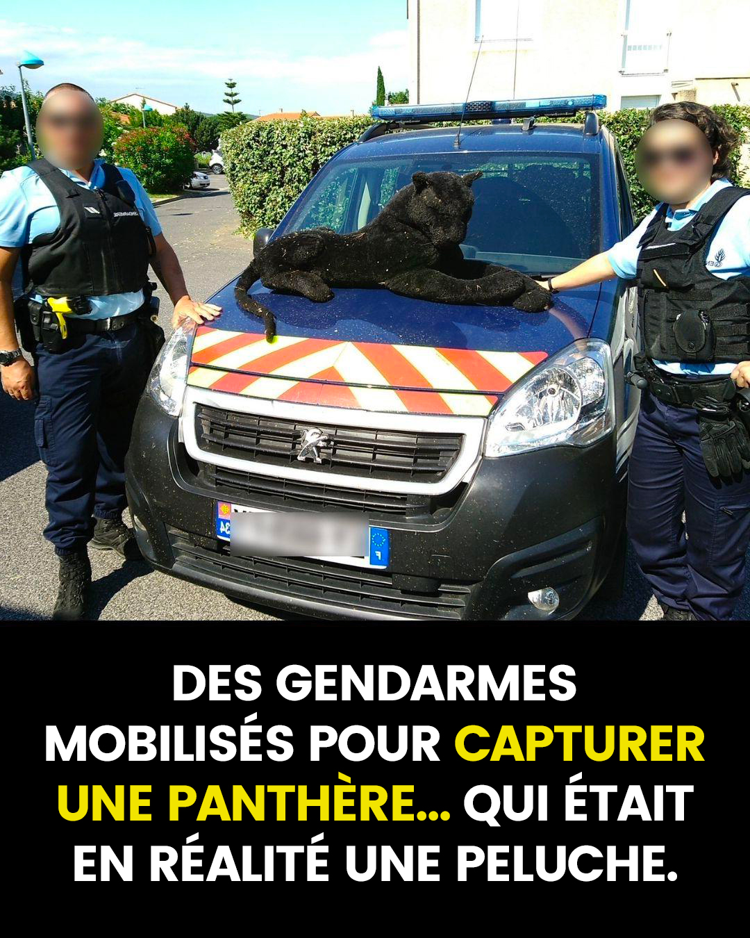 Des gendarmes mobilisés pour capturer une prétendue panthère… qui était en réalité une peluche