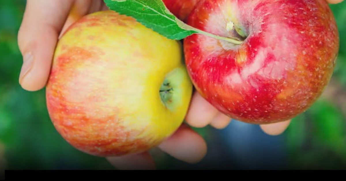 Des médecins révèlent que manger trop de pommes peut provoquer certains effets inattendus