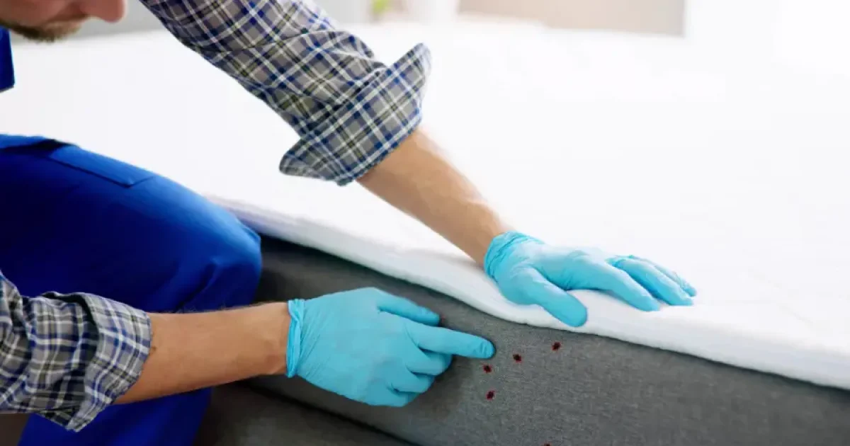 Des punaises dans les draps ? Avec cet ingrédient, elles disparaîtront instantanément