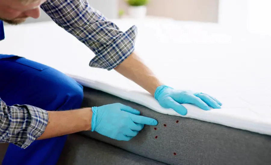 Des punaises dans les draps ? Avec cet ingrédient, elles disparaîtront instantanément