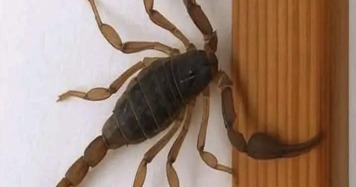 Des scorpions chez vous : que tentent-ils de vous dire ?