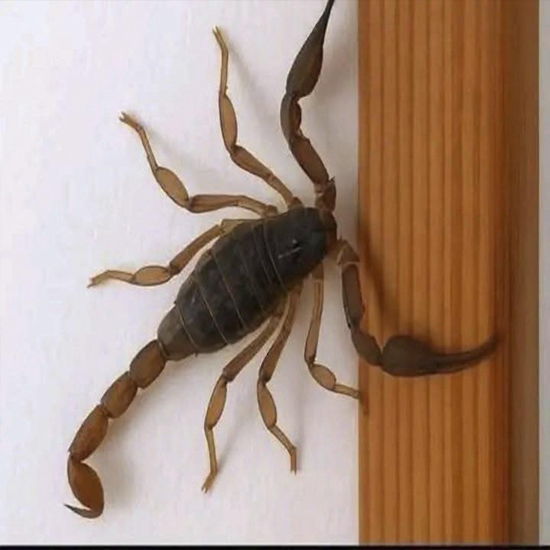 Des scorpions chez vous : que tentent-ils de vous dire ?