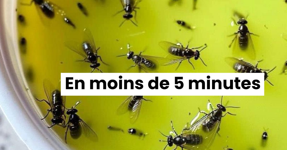 Des solutions naturelles pour éloigner les mouches, les moustiques et les insectes