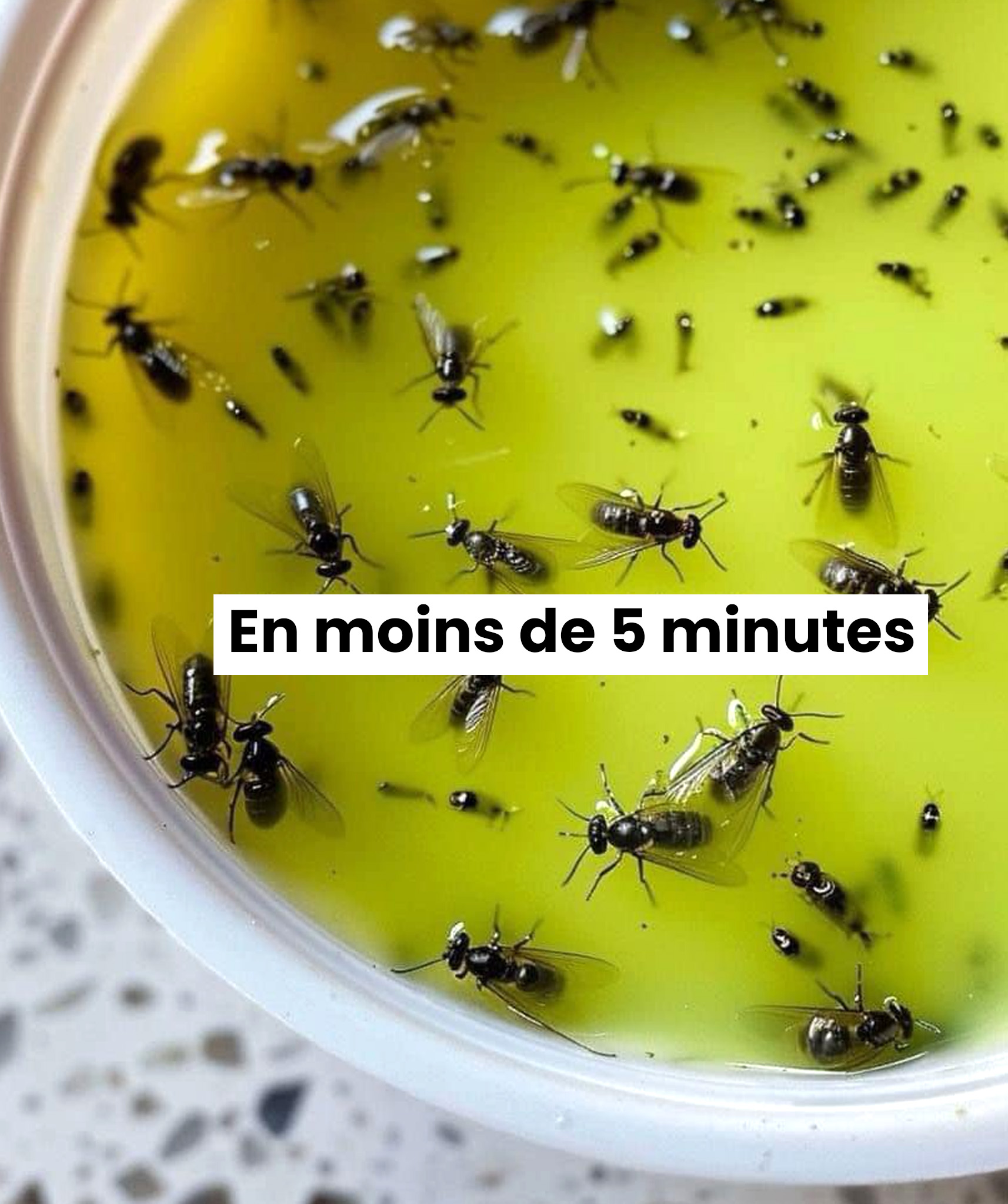 Des solutions naturelles pour éloigner les mouches, les moustiques et les insectes