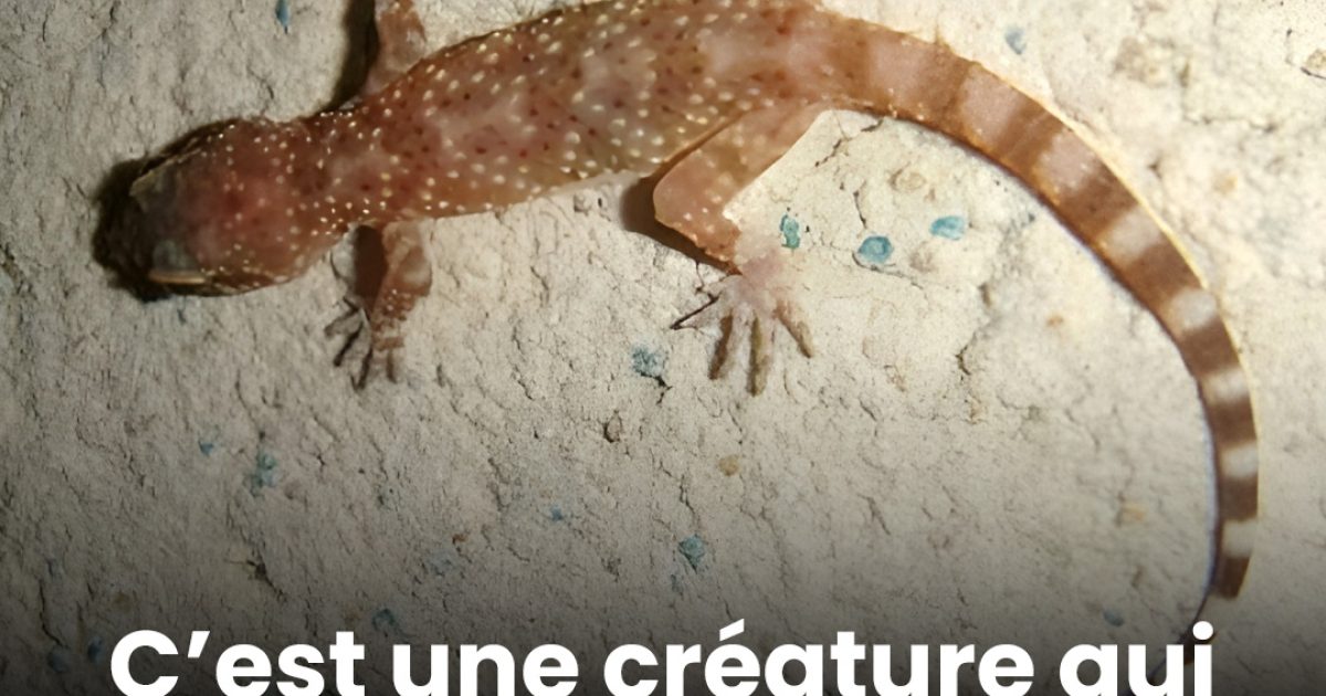 Discret, utile, mal compris : le gecko mérite-t-il vraiment sa mauvaise réputation ?