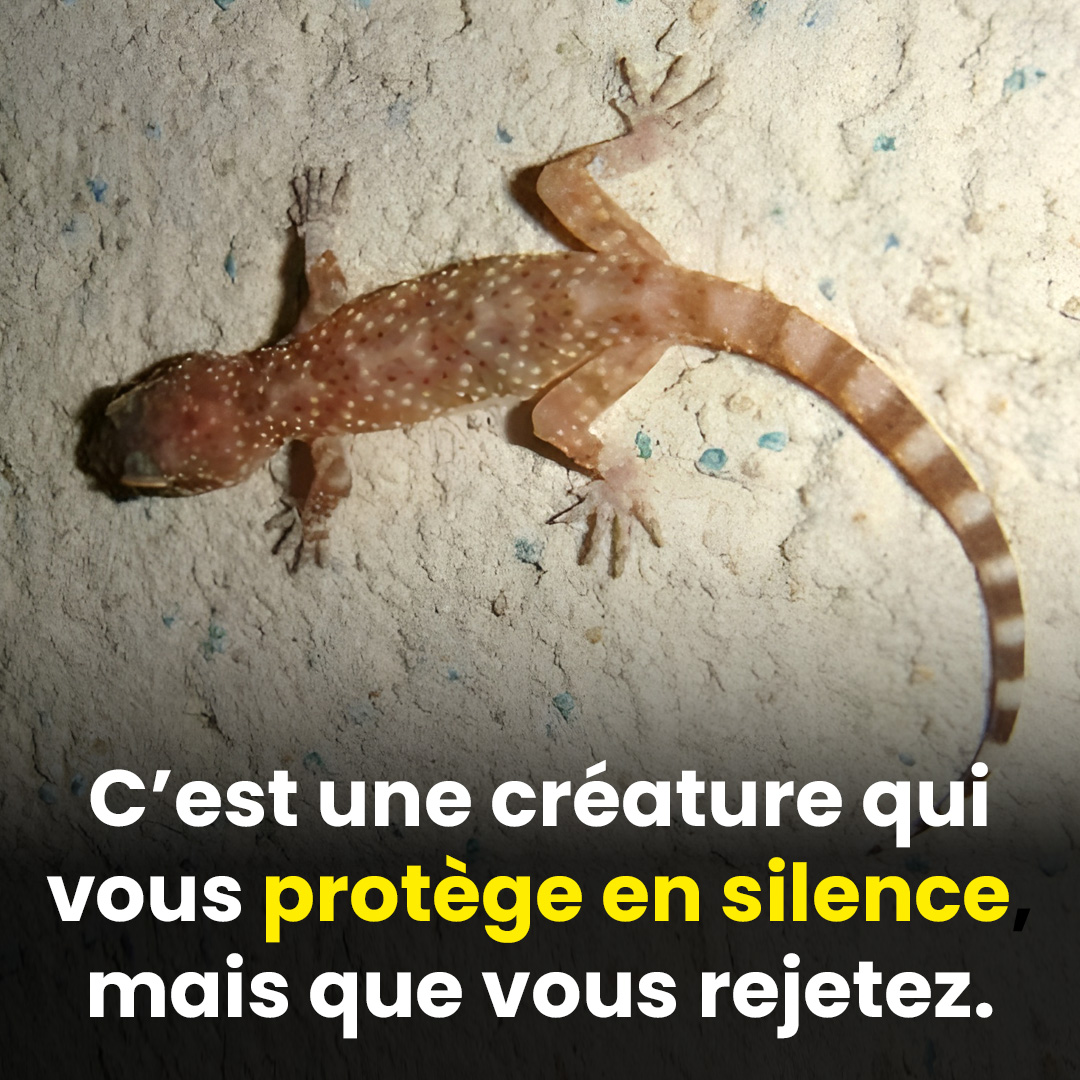 Discret, utile, mal compris : le gecko mérite-t-il vraiment sa mauvaise réputation ?