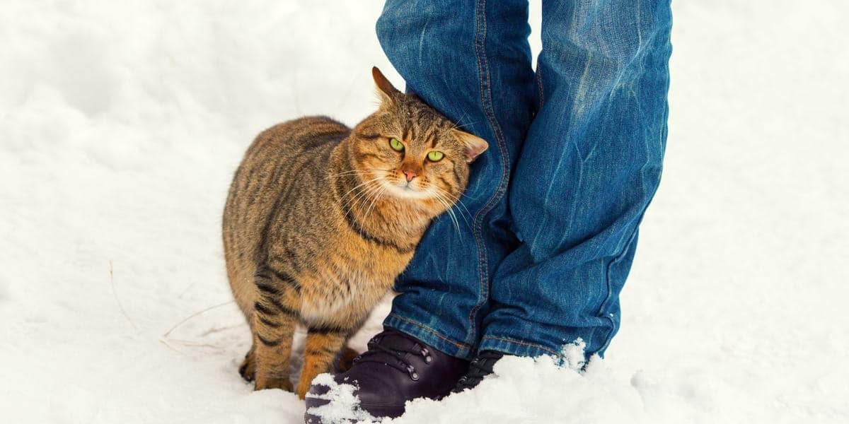 Chat donnant des coups de tête affectueux