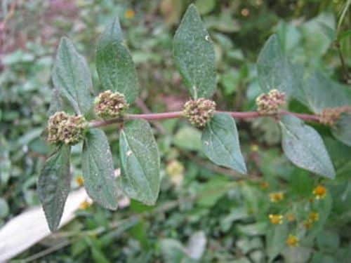 Extrait de plante médicinale traditionnelle
