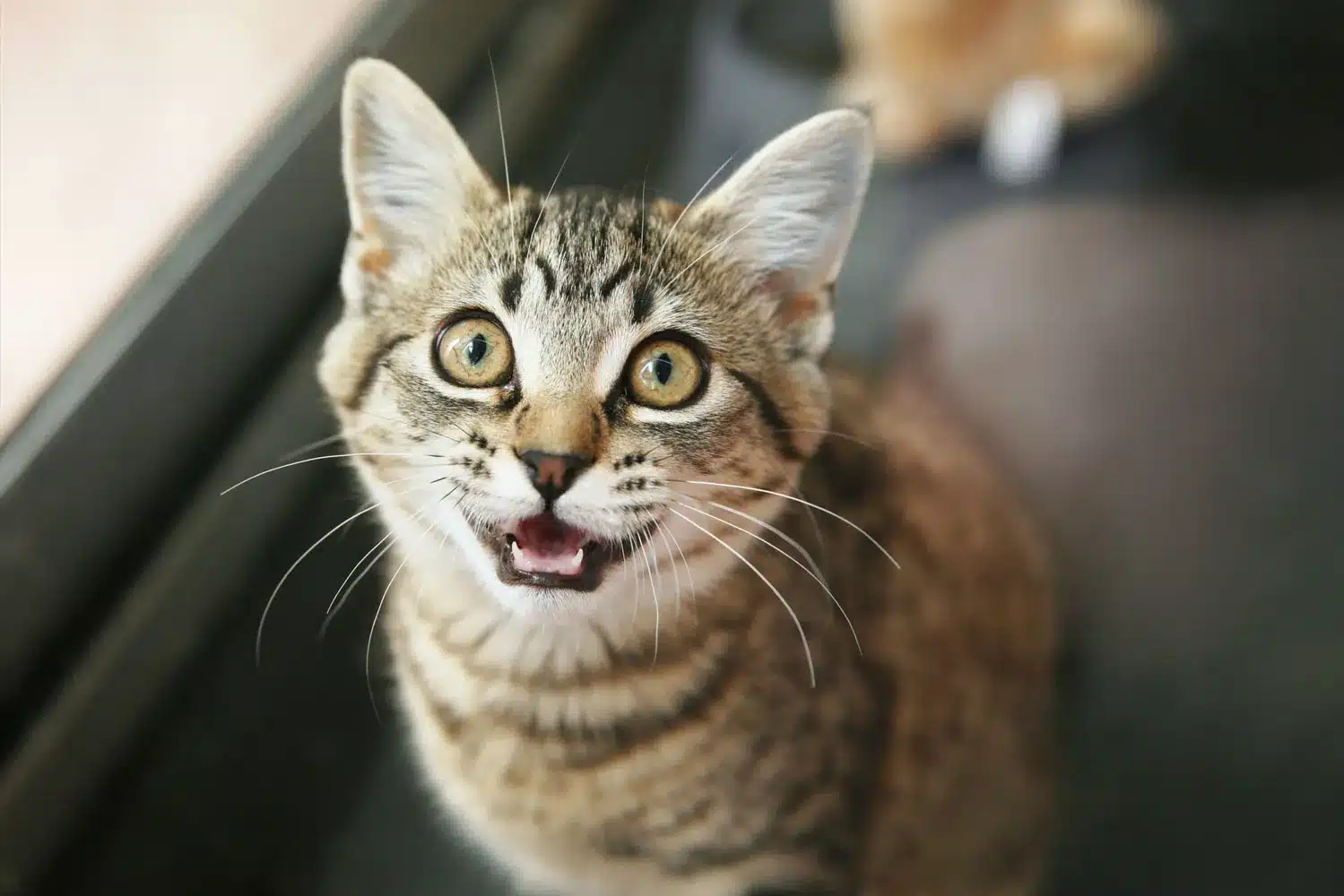 Votre chat vous frôle, urine debout ou halète ? Décryptage de ses mystérieux signaux.