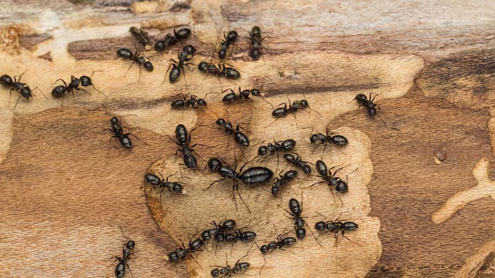 Fourmis charpentières