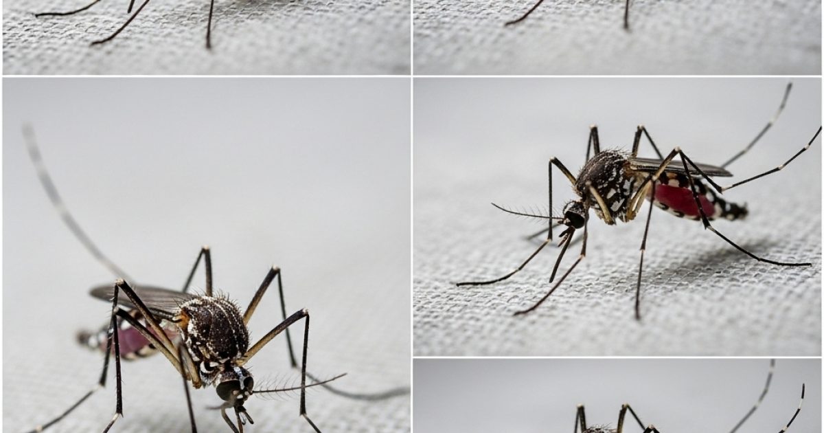 Élimine les moustiques en 5 minutes — 10 fois plus efficace que les pièges à moustiques !