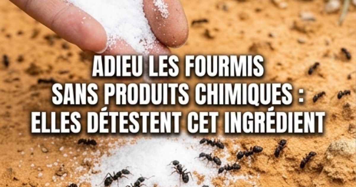 Éliminez les fourmis sans produits chimiques : elles détestent cet ingrédient naturel